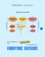 Informative - Embryoinc Divisions.pdf